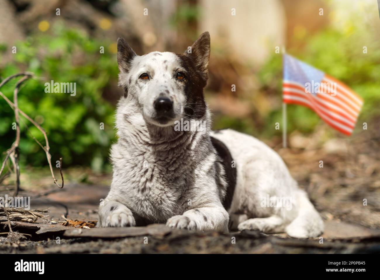 Le portrait d'un adorable chien noir et blanc mélangé est couché dans le jardin sous le soleil. Drapeau américain en arrière-plan. Banque D'Images