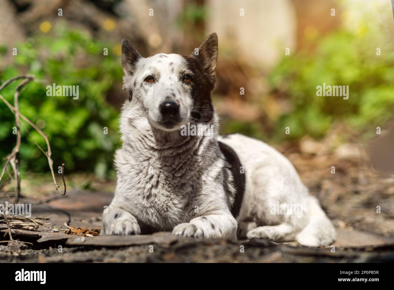 Le portrait d'un adorable chien noir et blanc mélangé est couché dans le jardin sous le soleil. Banque D'Images