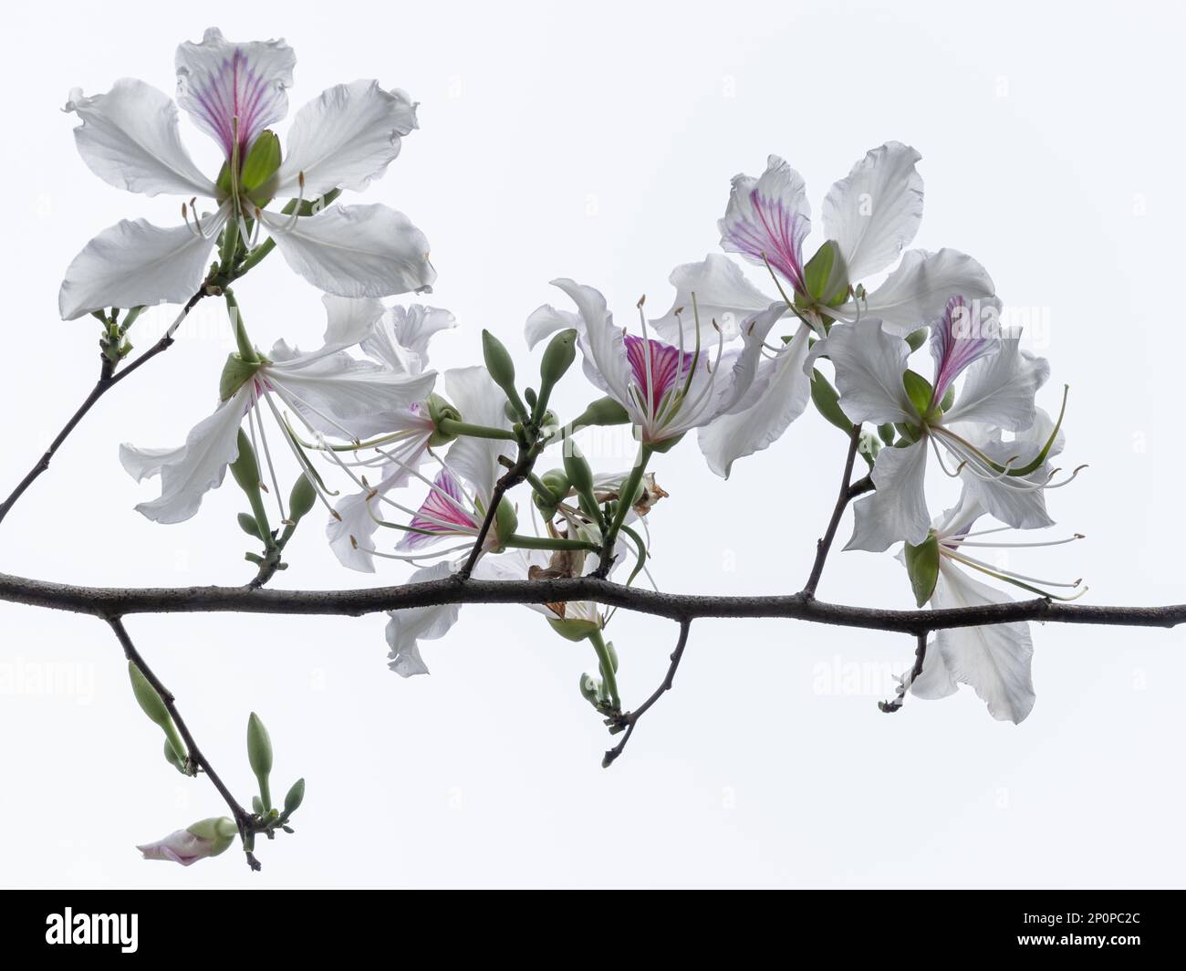 Vue de près de la branche en fleurs de l'arbre tropical bauhinia variegata aka orchidée avec de belles fleurs blanches et violettes, Thaïlande Banque D'Images