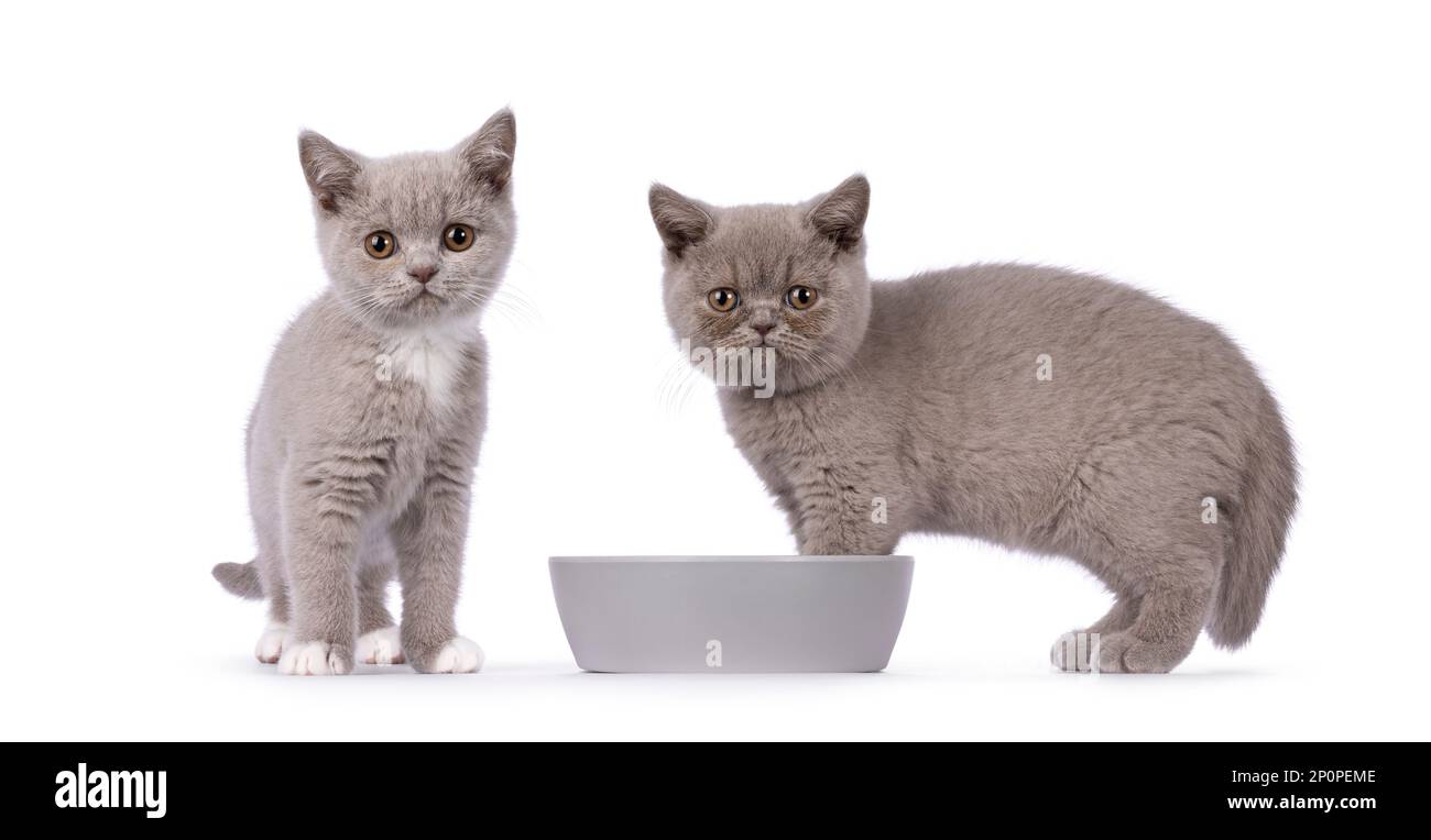 Deux adorables chatons de chat à poil court, lilas, debout à côté d'un bol alimentaire gris. En regardant vers l'appareil photo. Isolé sur un fond blanc. Banque D'Images