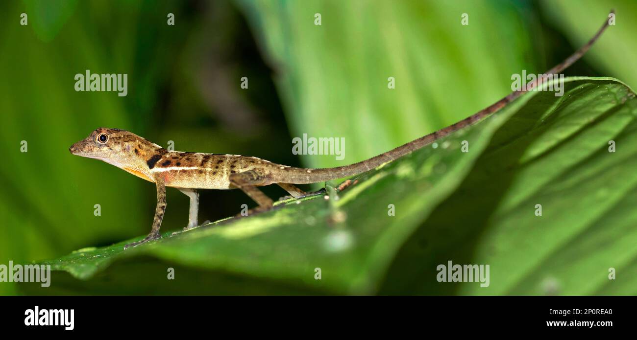 Anolis, Anole Lizard, Forêt tropicale, Parc national de Marino Ballena, Uvita de Osa, Puntarenas, Costa Rica, Amérique Banque D'Images