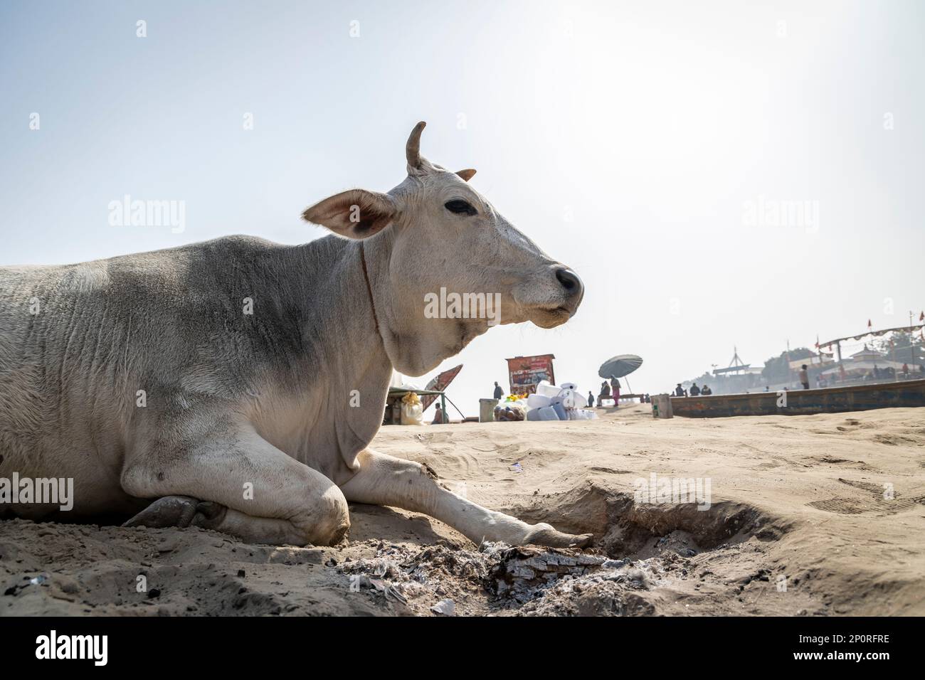 Gros taureau près de la rivière Ganga, Varanasi, Inde Banque D'Images