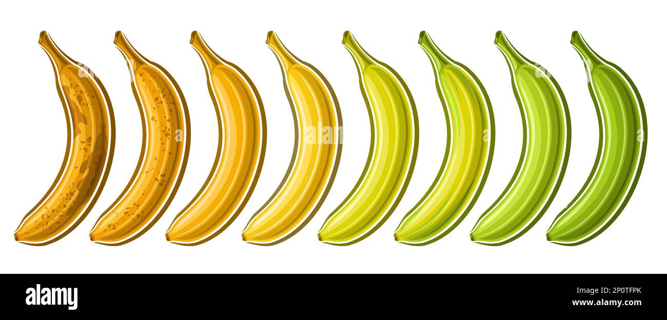 Ensemble Vector Banana, coupon horizontal avec lot de collection d'illustrations découpées de bananes vertes et rapées de groupe diverses dans une rangée sur fond blanc Illustration de Vecteur