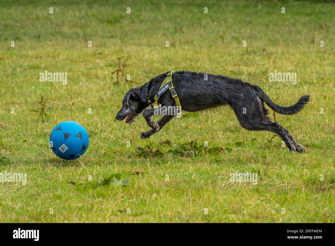 Ballon de football pour chien - ABC chiens