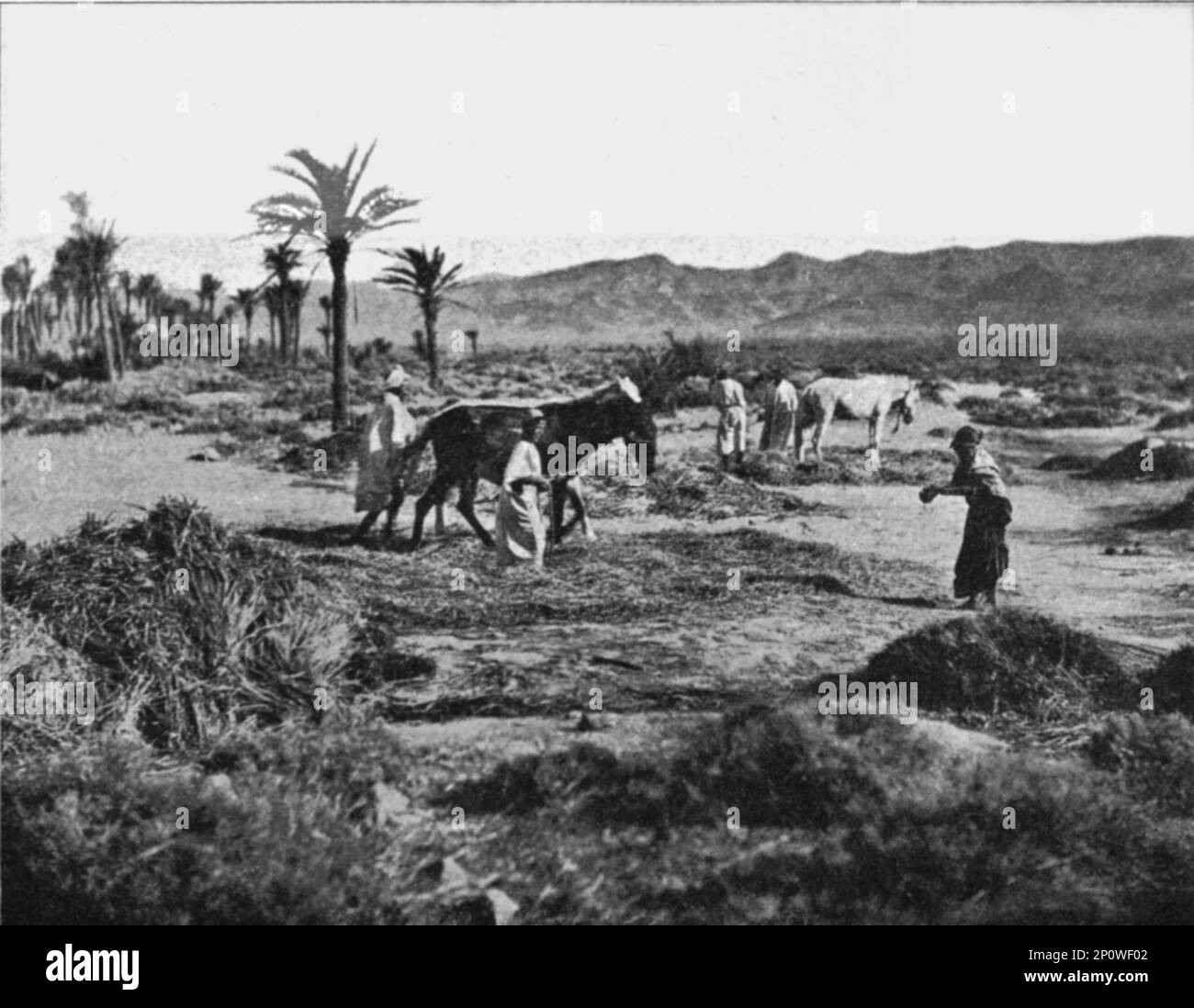 ''combat du ble dans les Ziban; Afrique du nord', 1914. De "Grande Géographie Bong Illastree", 1914. Banque D'Images