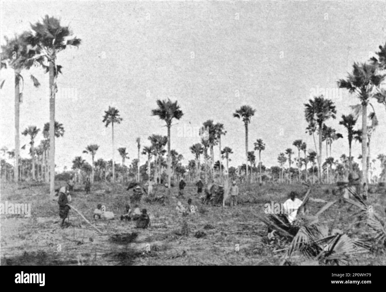 ''la foret a roniers pres de Tivaouane (Cayor central); l'Ouest Africain', 1914. De "Grande Géographie Bong Illastree", 1914. Banque D'Images