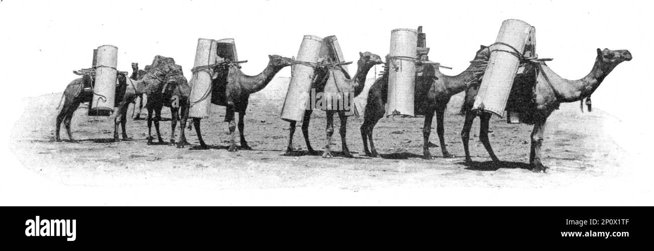 ''transport de matériaux a dos chameau dans la partie septentrionale de 'Australie du Sud; les terres du Pacifique', 1914. De "Grande Géographie Bong Illastree", 1914. Banque D'Images