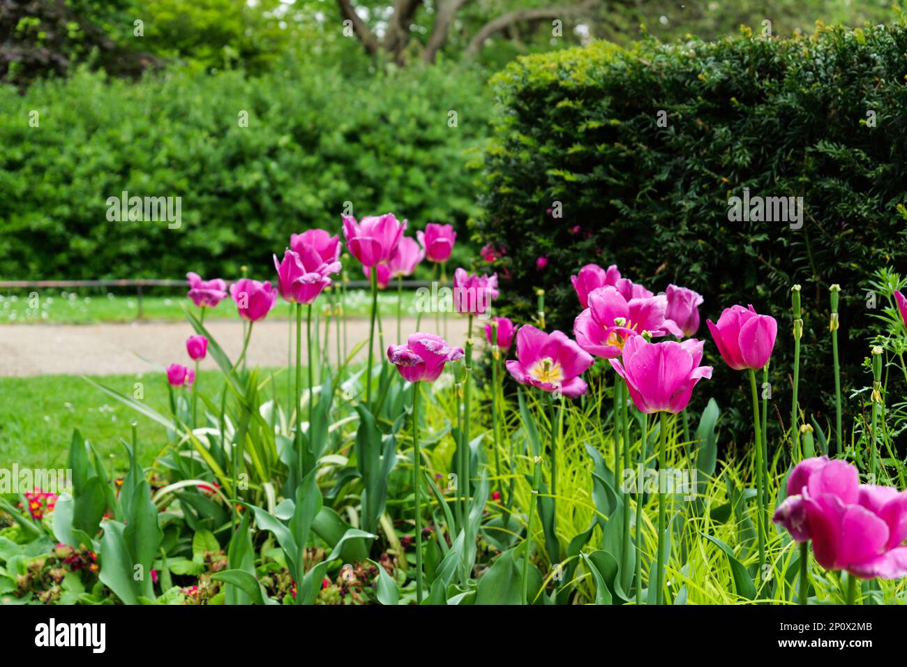 Londres - 05 07 2022 : gros plan de tulipes violettes dans Regent's Park Banque D'Images