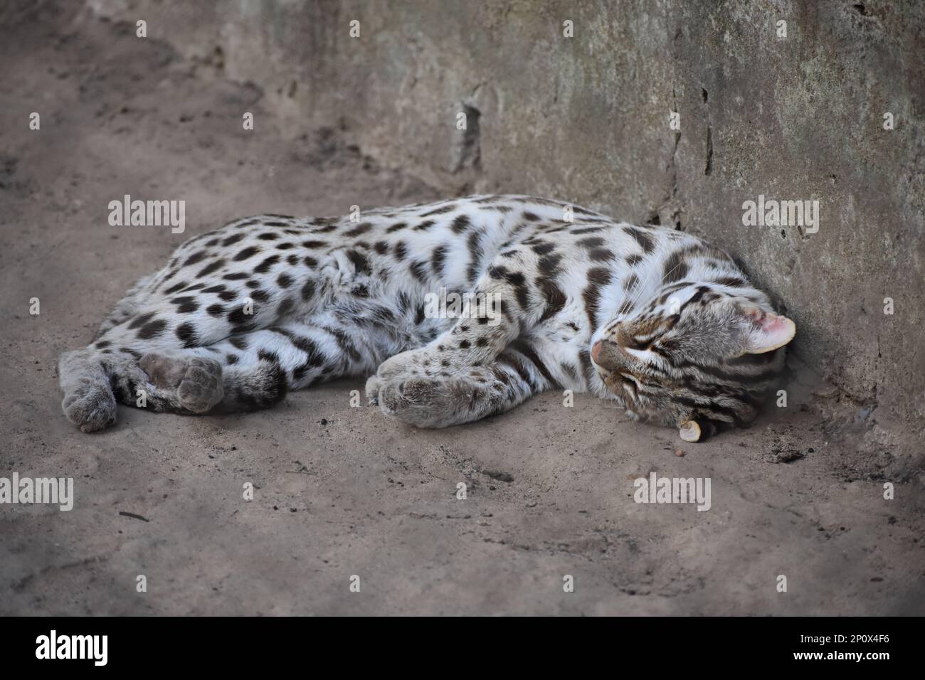 Un chat sauvage qui prend une sieste. Banque D'Images