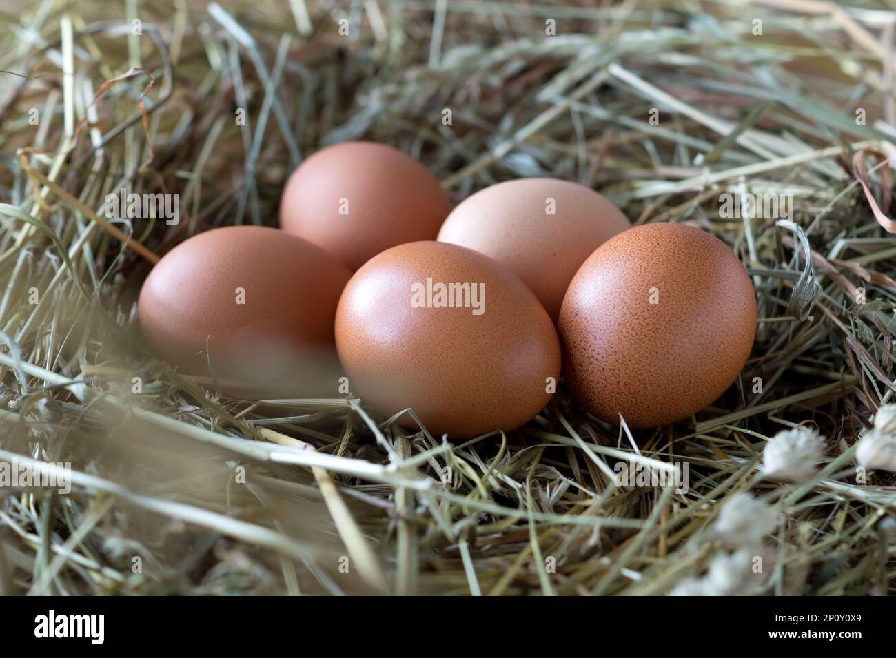Oeufs de poulet dans un nid de foin. Produits agricoles biologiques. Gros plan. Banque D'Images