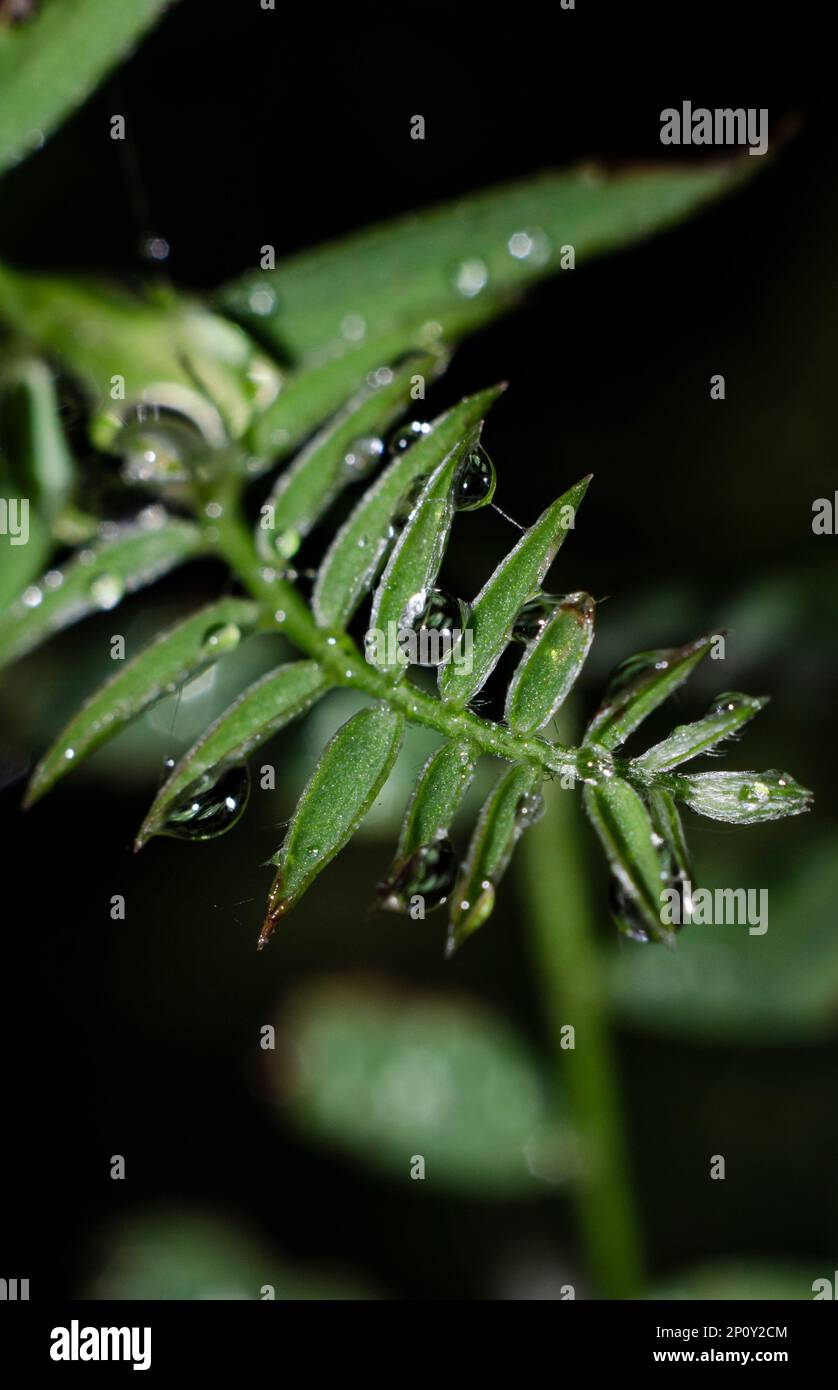 Gouttes de pluie sur le résumé vertical des feuilles d'herbe Banque D'Images