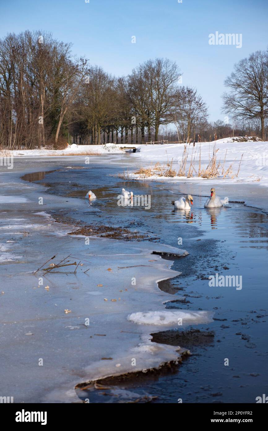 Paysage d'hiver pittoresque avec deux cygnes et deux oies qui tourbillonnent dans un étang presque gelé. Le soleil brille sur la neige. Arbres nus et un petit pont. Banque D'Images