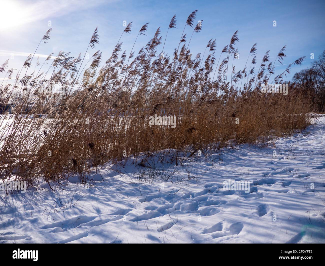 Étang gelé avec empreintes de pas dans la neige. Dans l'eau gelée, les roseaux sont toujours droits. Le soleil est élevé dans le ciel et brille à travers les roseaux. Banque D'Images