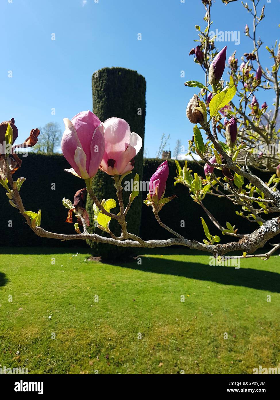 Détail des fleurs de magnolia en pleine fleur. Banque D'Images