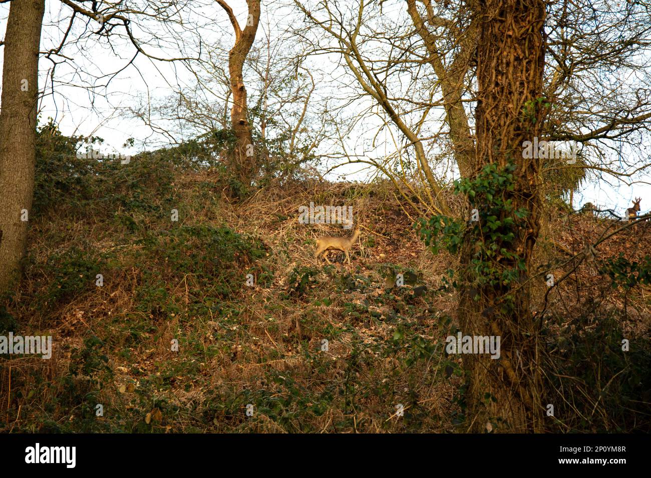 Coucher de soleil sur la zone humide du parc avec réflexion sur l'eau de gel Banque D'Images