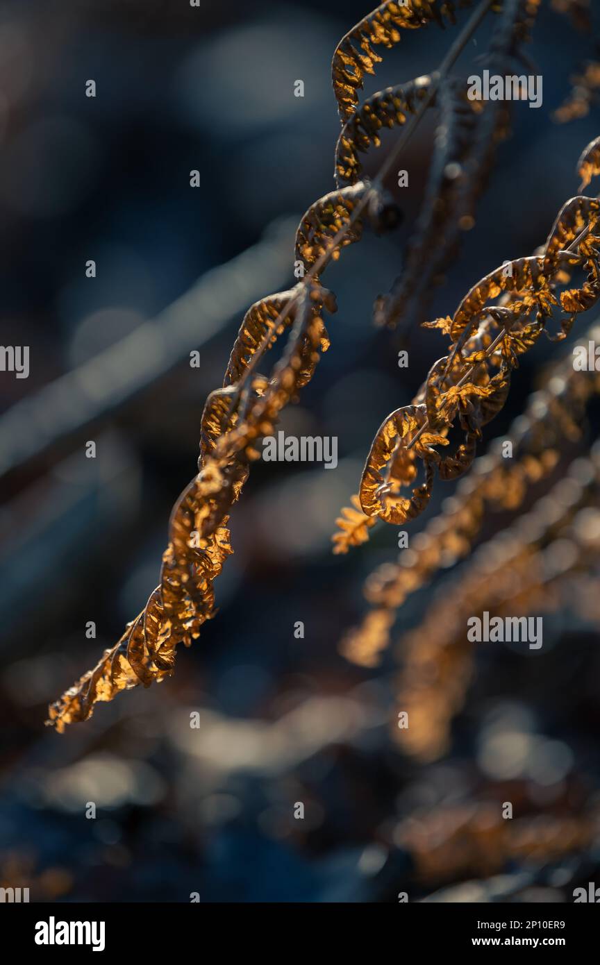 Bracken (Pteridium) dans une lumière chaude du matin. Orange Fern Banque D'Images