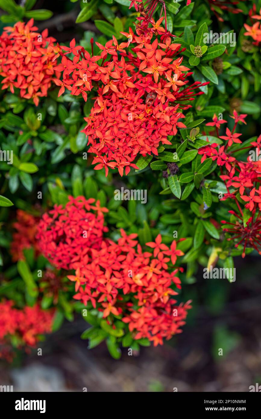 Fleurs à sa Déc, Vietnam Banque D'Images
