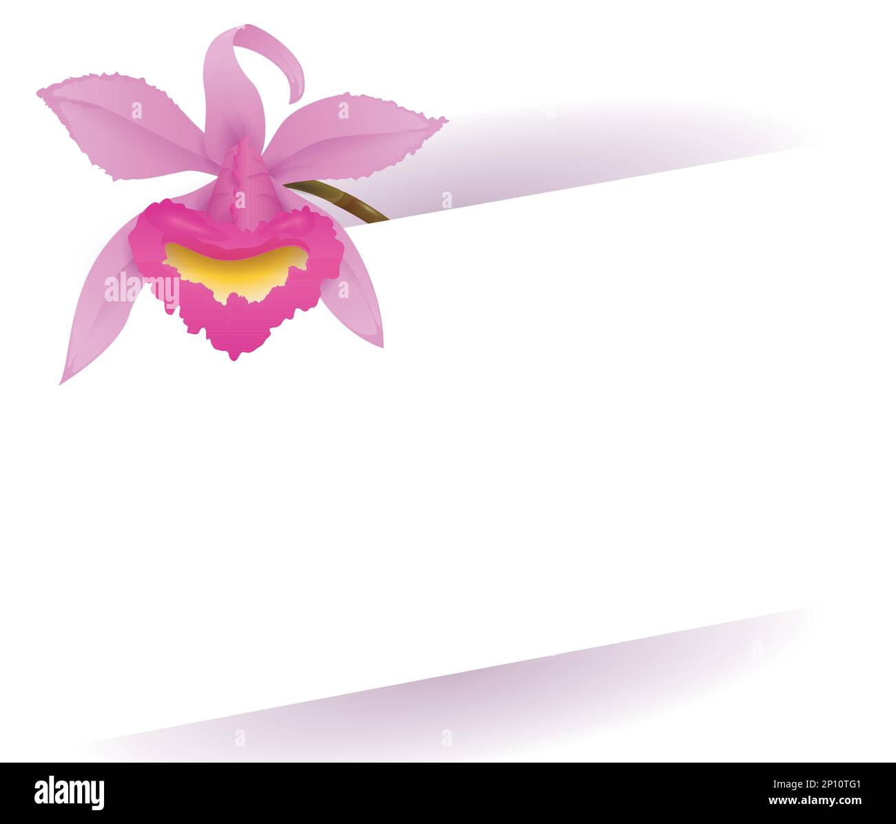 Modèle blanc élégant décoré d'une magnifique orchidée de cattleya sur fond blanc. Illustration de Vecteur