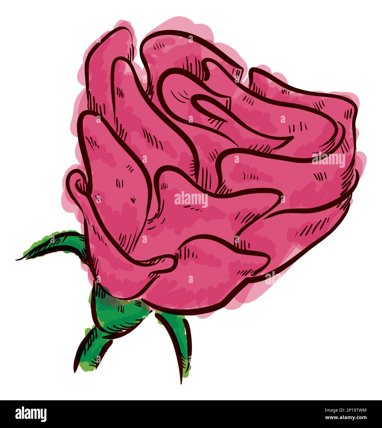 Dessin à la main d'une rose avec rosehip, sepal et tige peint avec effet aquarelle. Illustration de Vecteur