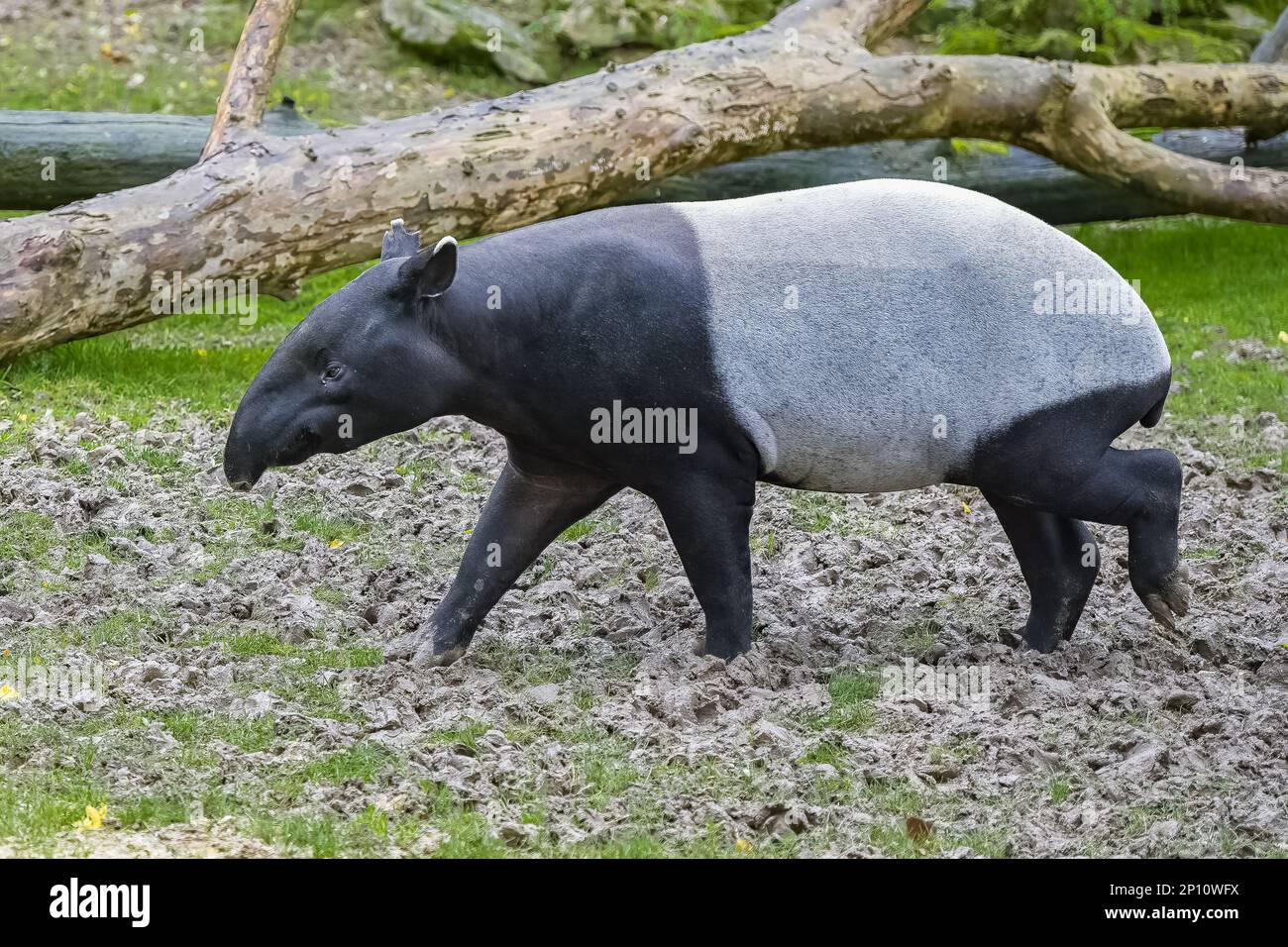 Un jeune tapir marchant sur l'herbe de thr, animal mignon Banque D'Images