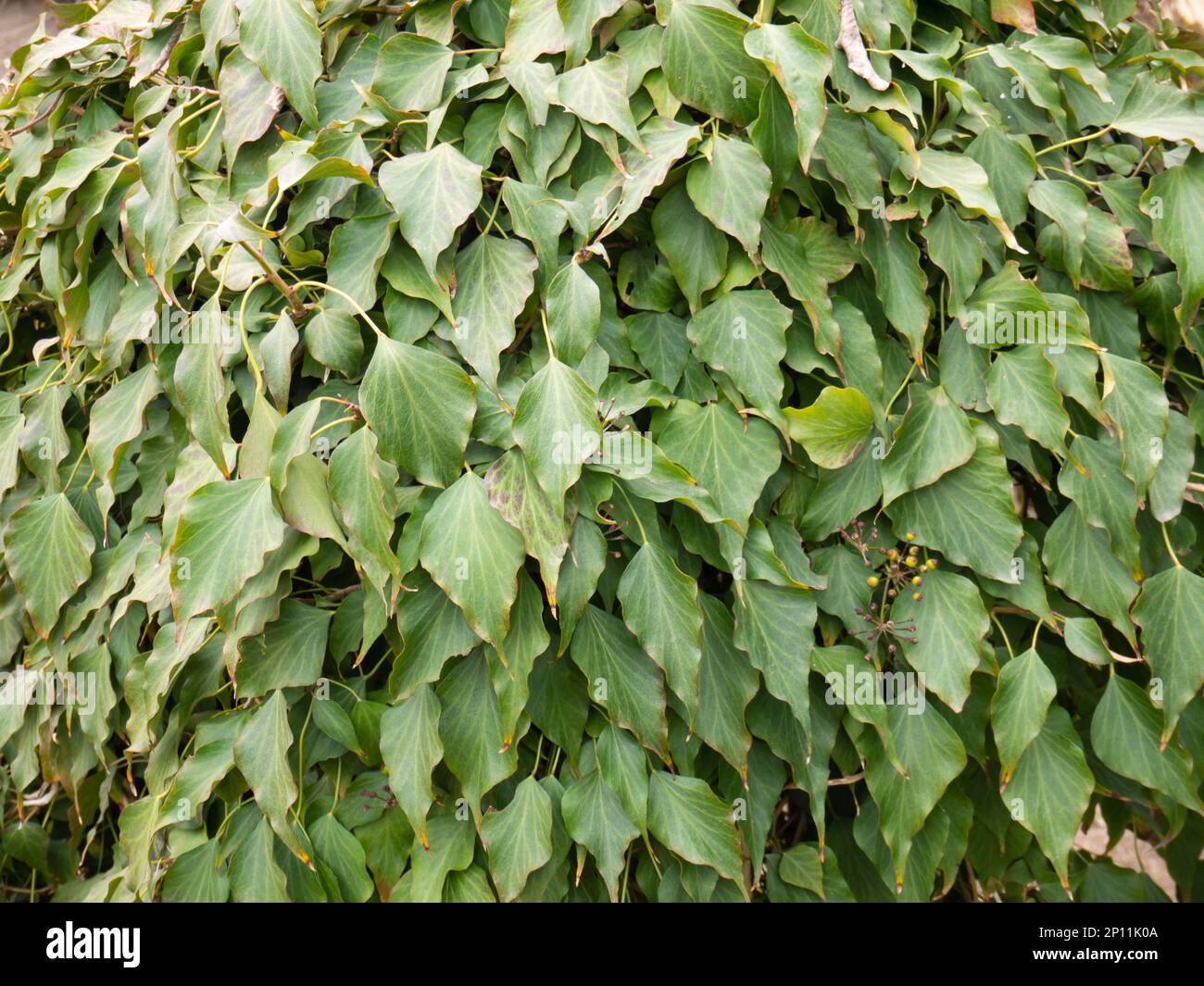 Hedera rhombea, plante d'escalade de lierre ou de songak japonais de la famille des Araliaceae avec des feuilles en forme de losange rhombique Banque D'Images