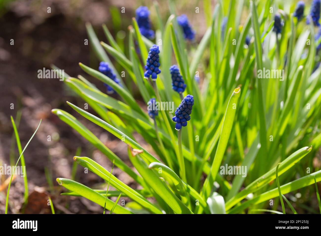 Fleurs Muscari bleues gros plan. Un groupe de jacinthe de raisin Muscari armeniacum fleurit au printemps, en gros plan avec un foyer sélectif Banque D'Images