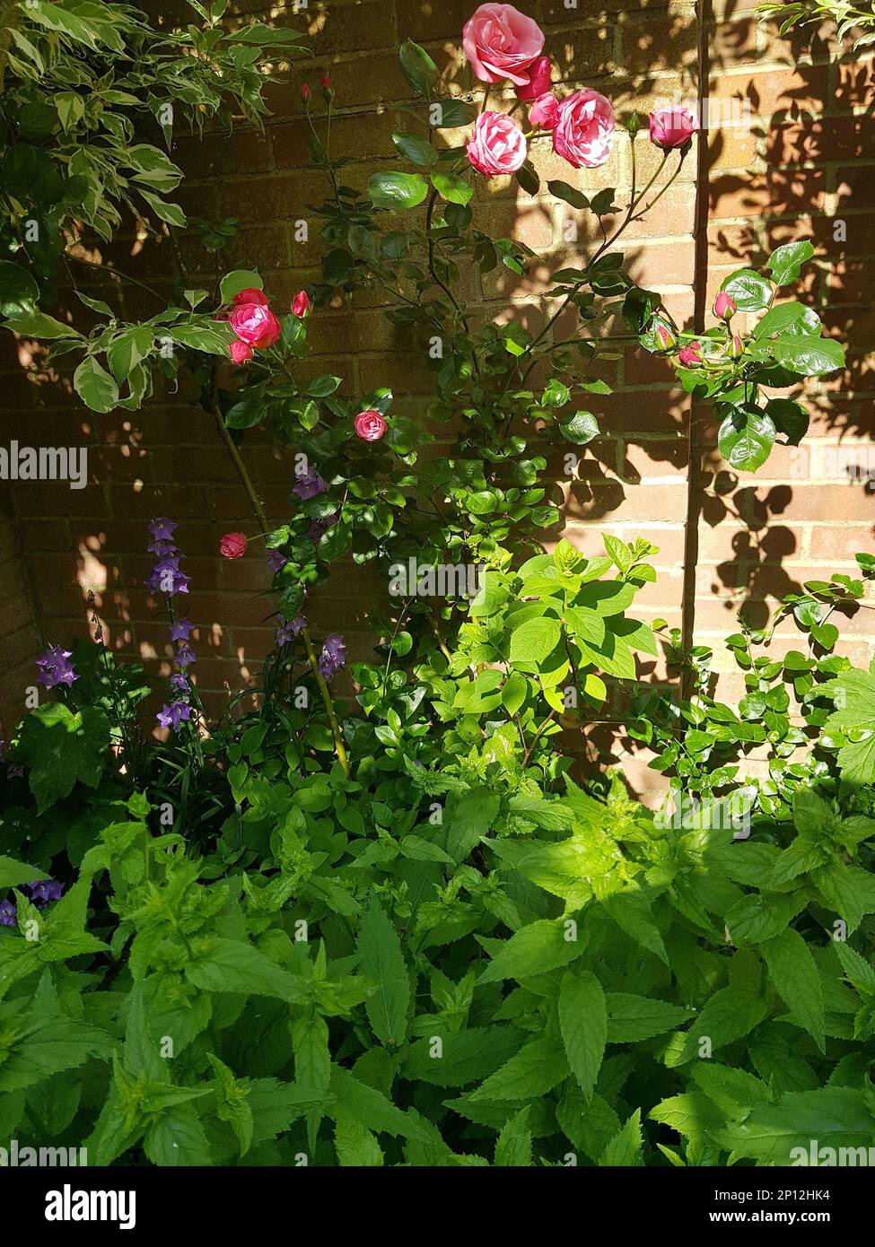 Une exposition de fleurs et d'arbustes d'été contre un vieux mur de briques. Banque D'Images