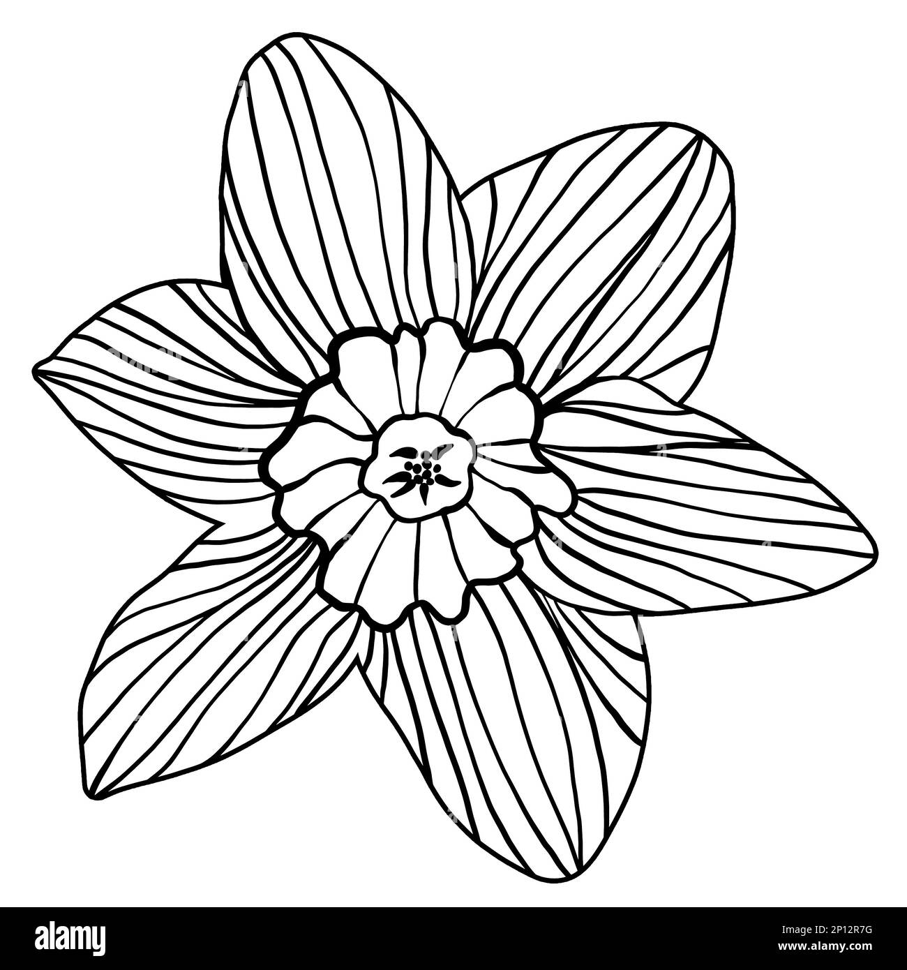Un seul narcisse jonquille de fleur silhouette contour Doodle dessin isolé sur fond blanc. Boiseries noires, motifs de linocut, imprimés en blocs de bois ou style rétro Banque D'Images