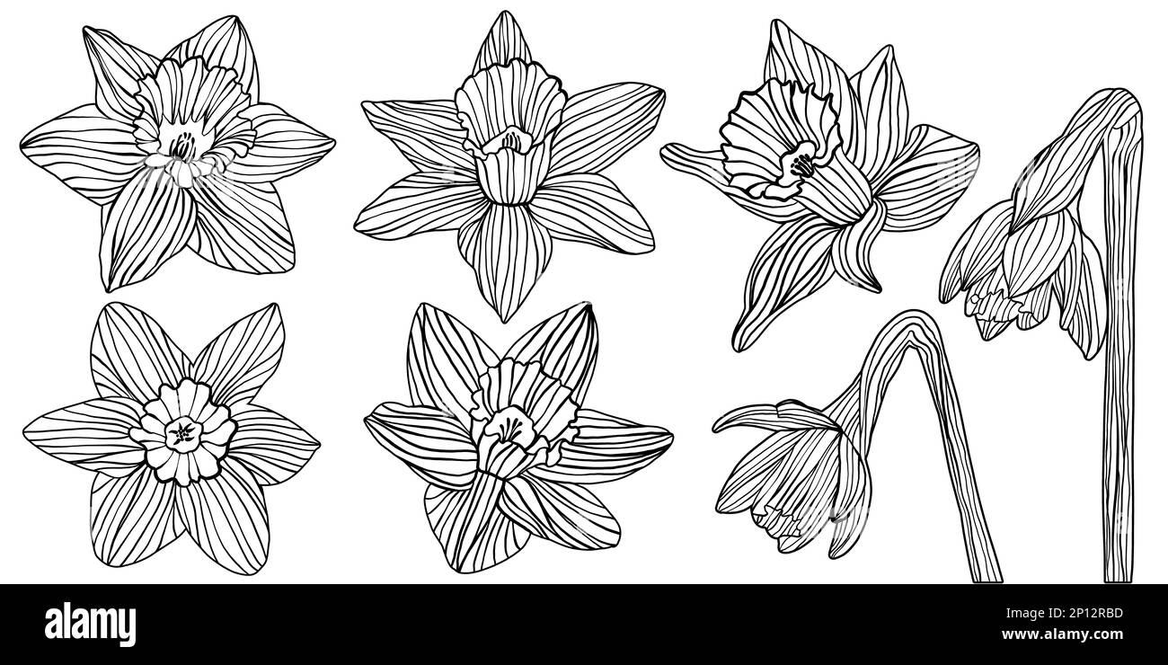 Ensemble de silhouettes de fleurs de jonquille dessins de contour isolés sur fond blanc. Noir coupe de bois, linocut, impression de blocs de bois ou ressort de gravure f Banque D'Images