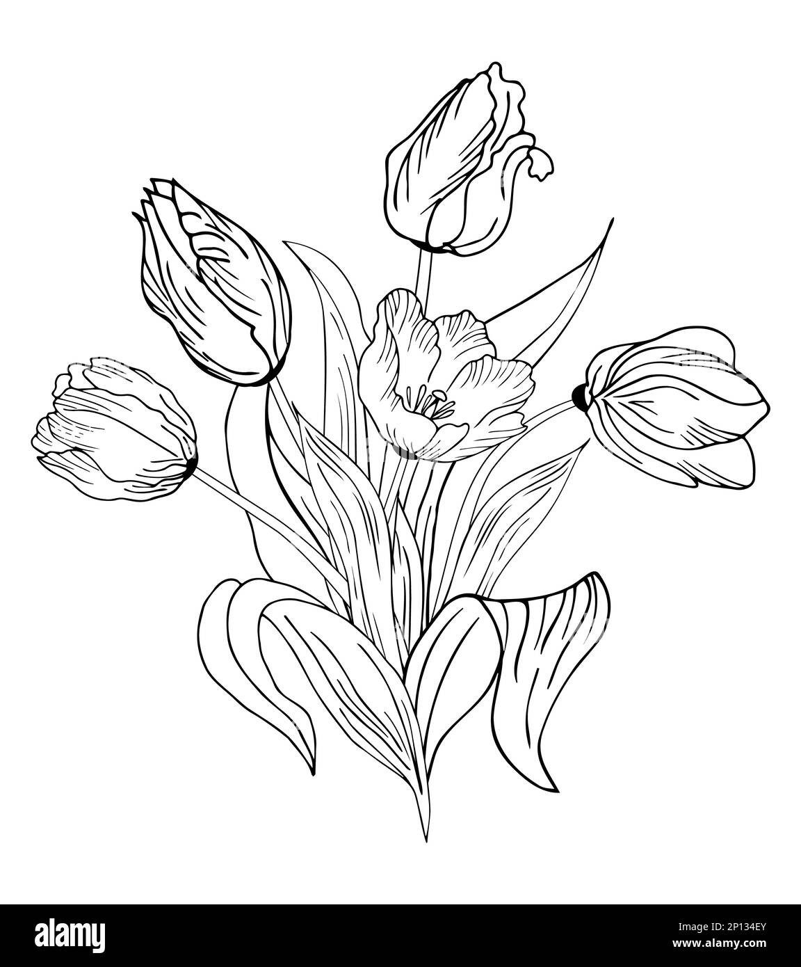 Fond floral avec tulipes. Dessin à la main Banque D'Images