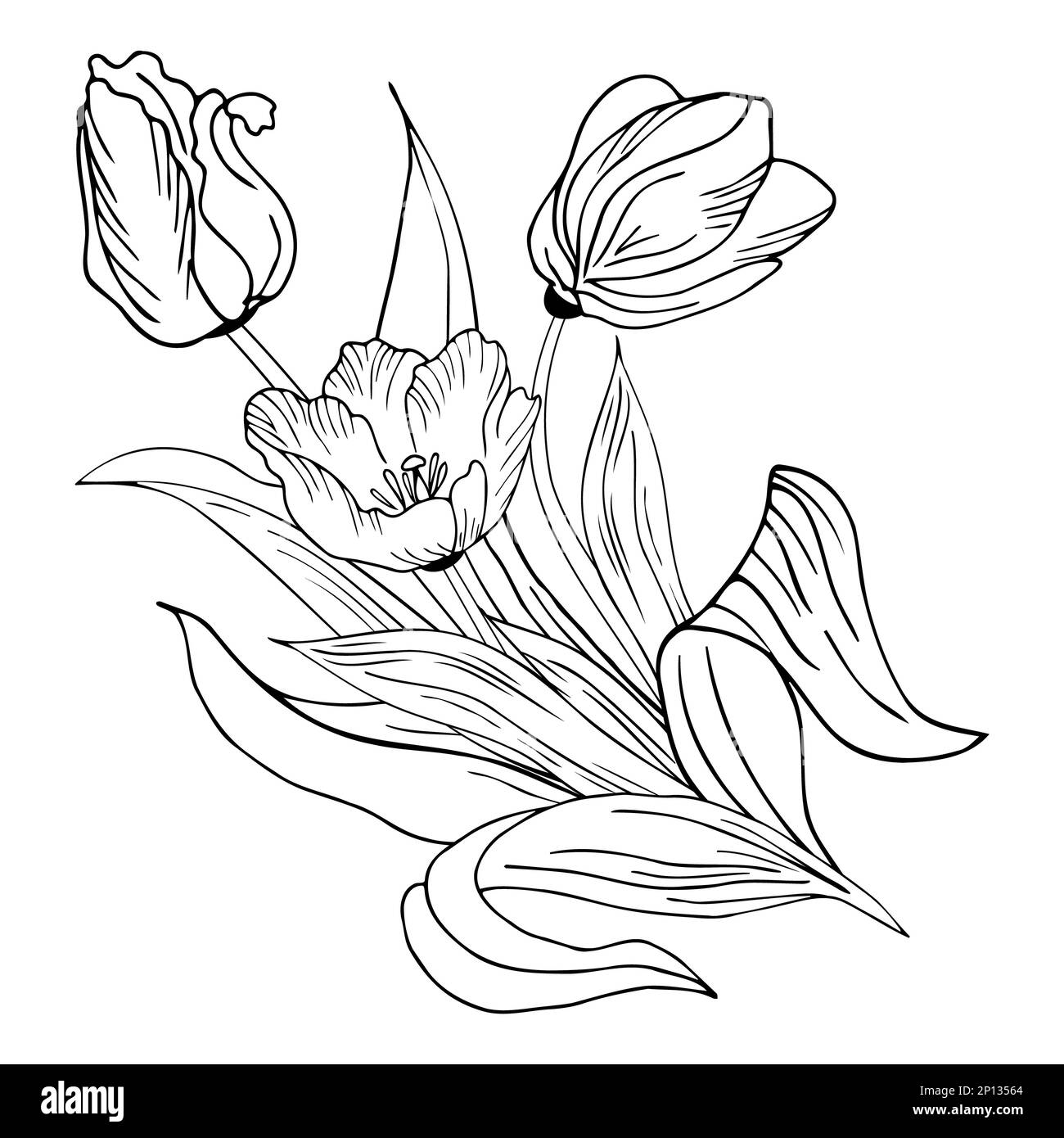 Fond floral avec tulipes. Dessin à la main Banque D'Images