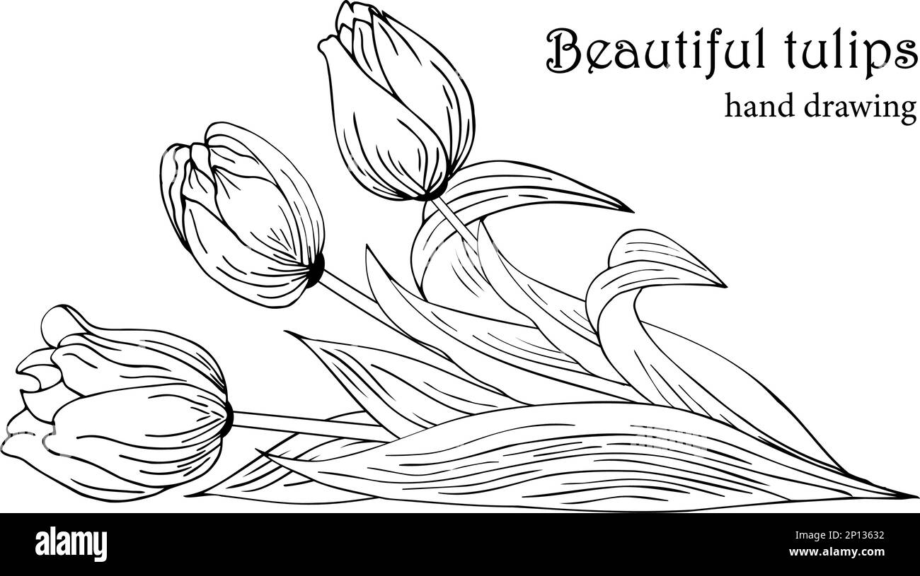 Fond floral avec tulipes. Dessin à la main Illustration de Vecteur