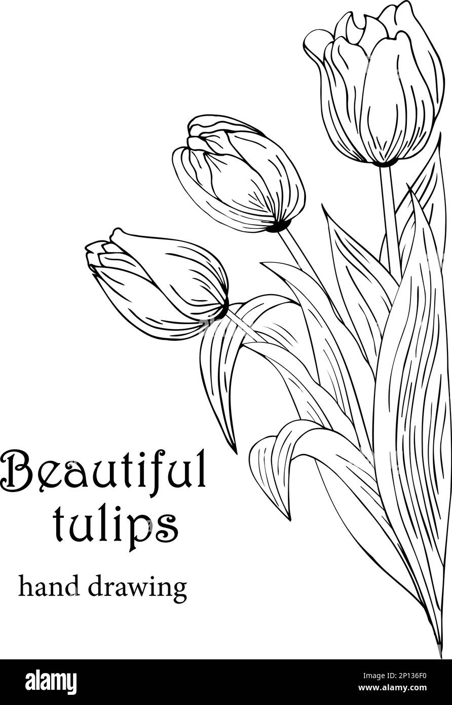 Fond floral avec tulipes. Dessin à la main Illustration de Vecteur