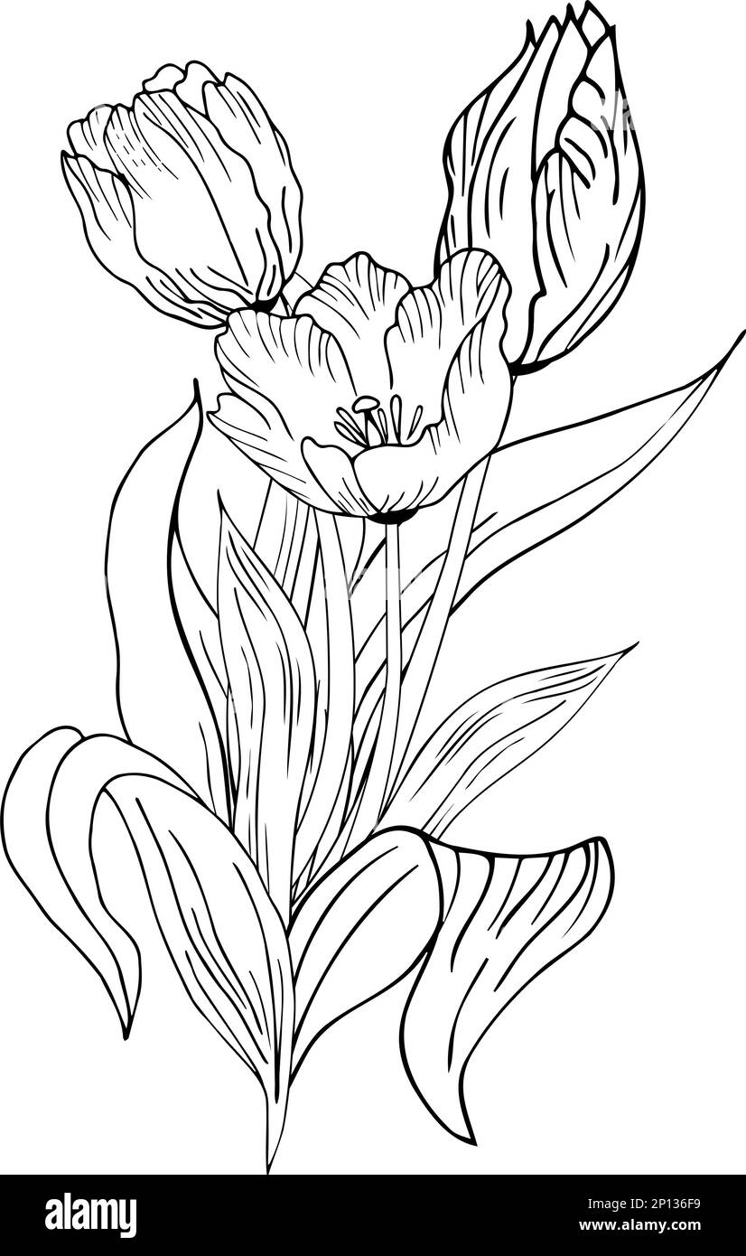 Fond floral avec tulipes. Dessin à la main Illustration de Vecteur