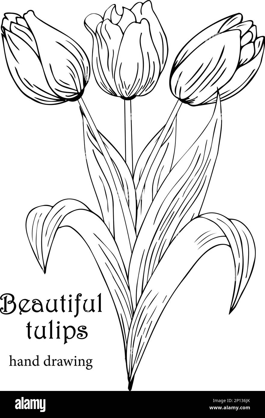 Fond floral avec tulipes. Dessin à la main Illustration de Vecteur