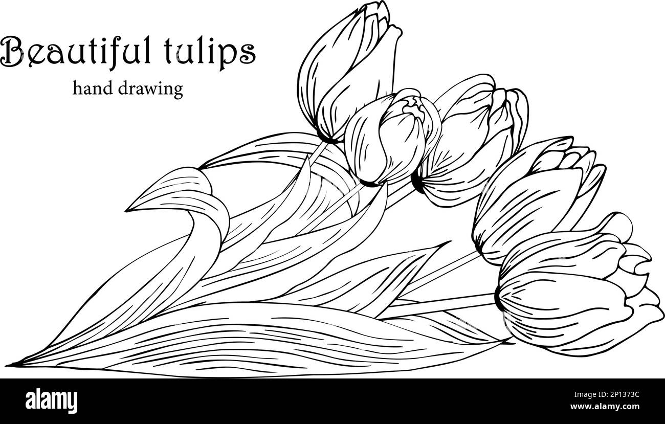 Fond floral avec tulipes. Dessin à la main Illustration de Vecteur