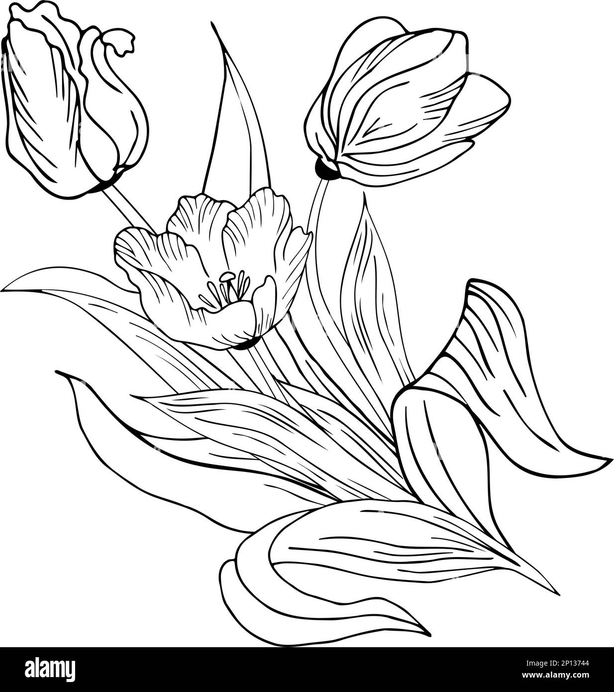 Fond floral avec tulipes. Dessin à la main Illustration de Vecteur