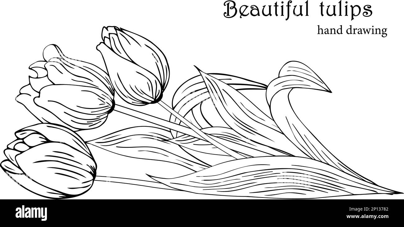 Fond floral avec tulipes. Dessin à la main Illustration de Vecteur