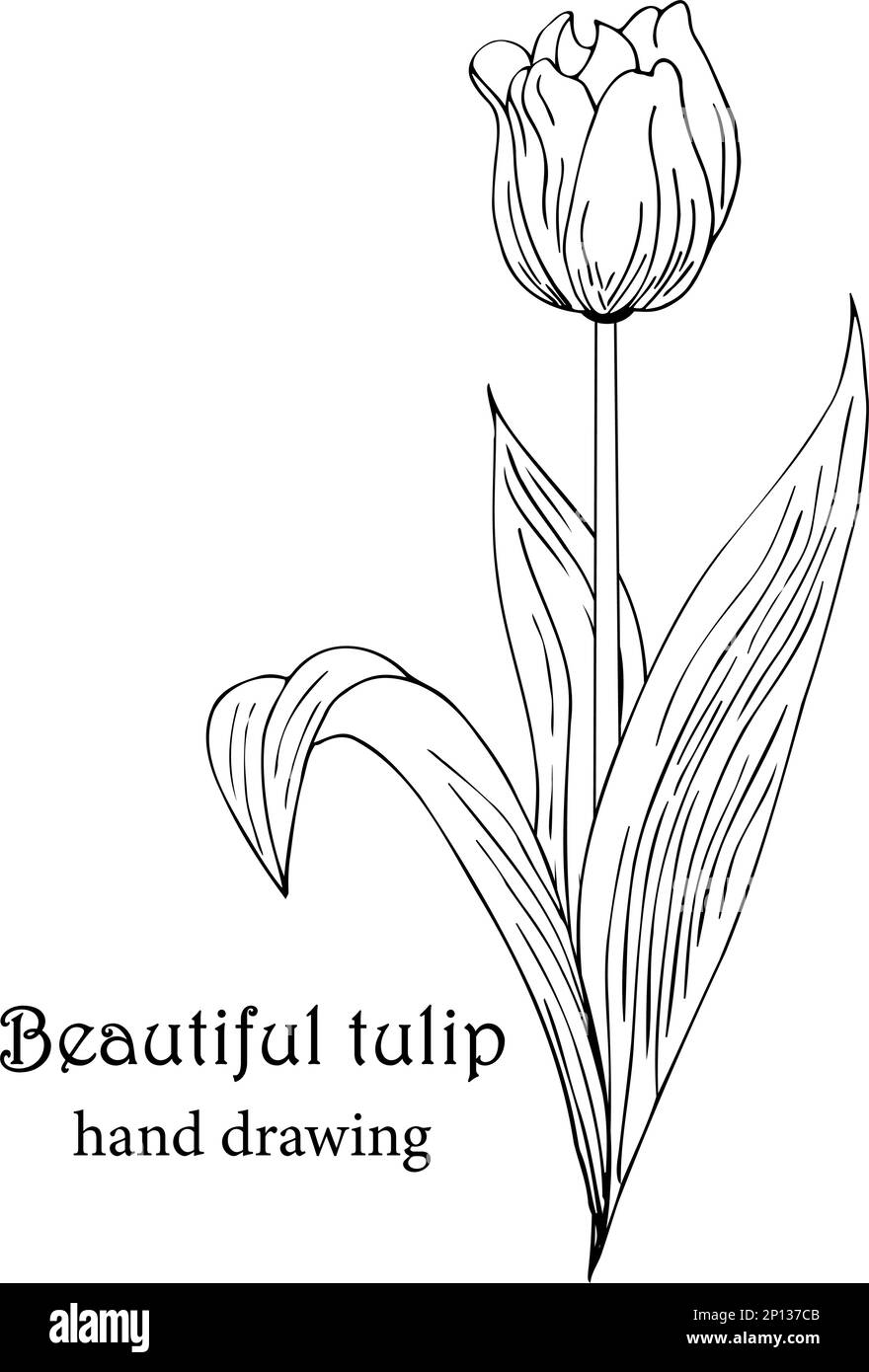 Fond floral avec tulipes. Dessin à la main Illustration de Vecteur