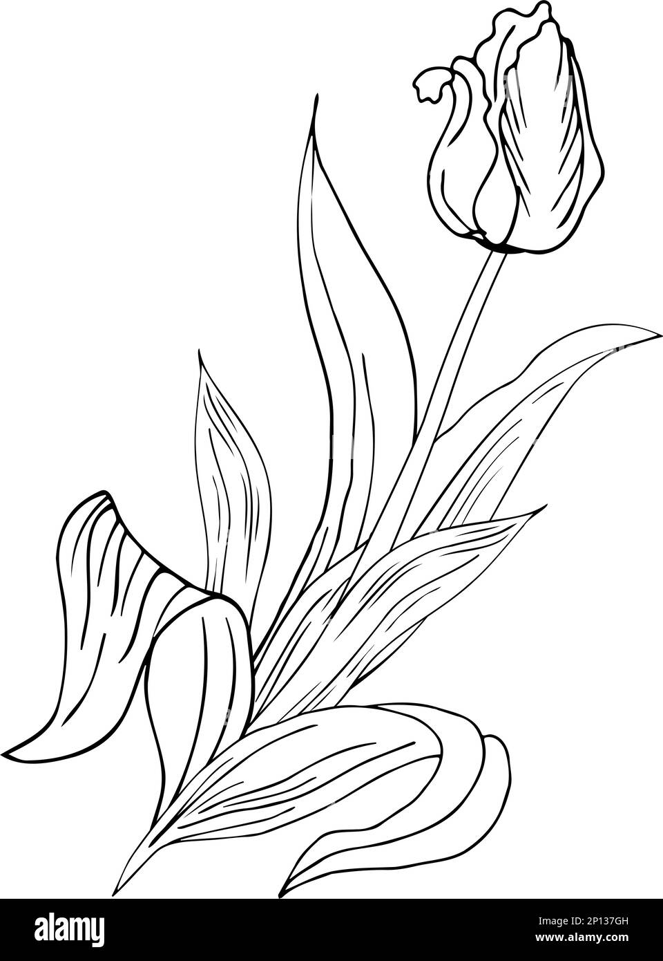 Fond floral avec tulipes. Dessin à la main Illustration de Vecteur