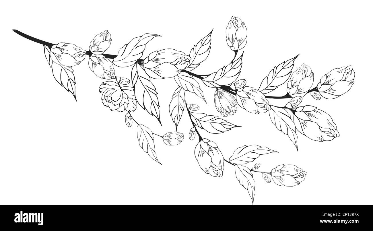 Une belle branche en fleurs, richement décorée avec des fleurs, des bourgeons et des feuilles. Dessin à la main. Banque D'Images