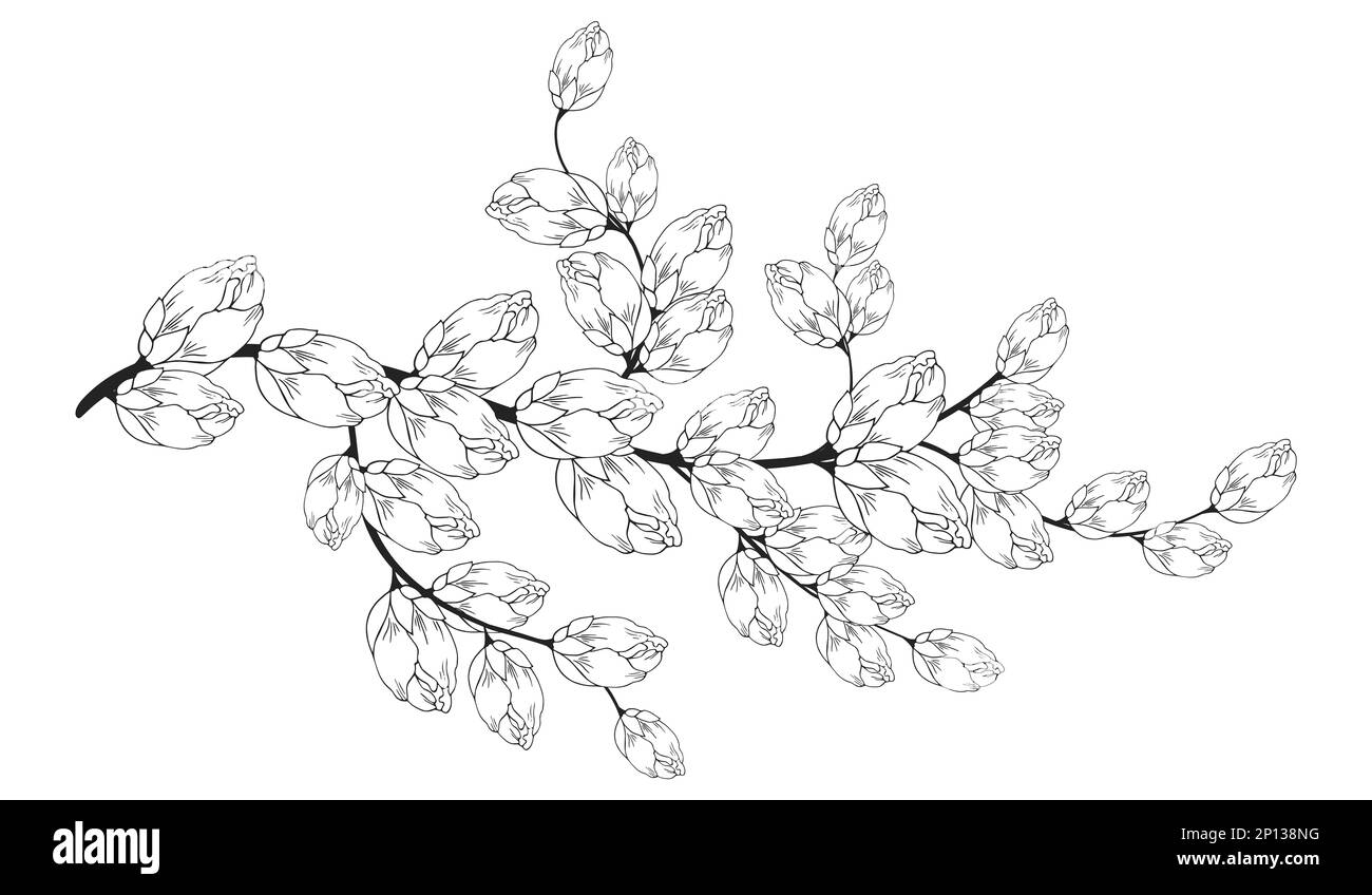 Une belle branche en fleurs, richement décorée avec des fleurs, des bourgeons et des feuilles. Dessin à la main. Banque D'Images