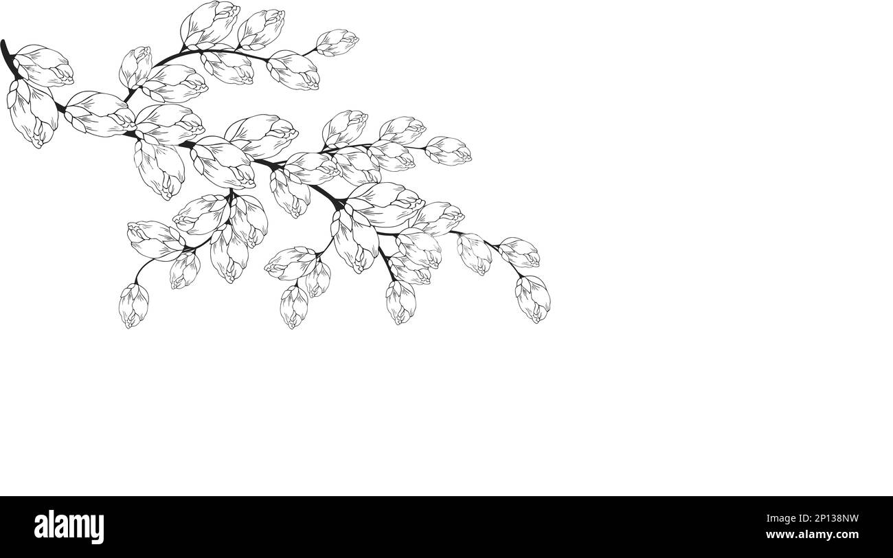 Une belle branche en fleurs, richement décorée avec des fleurs, des bourgeons et des feuilles. Dessin à la main. Banque D'Images