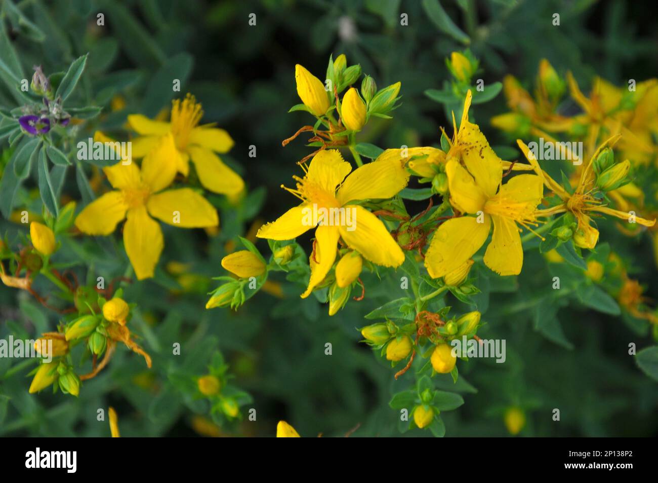 Dans la nature dans la forêt Bloom St. Millepertuis (hypericum perforatum) Banque D'Images