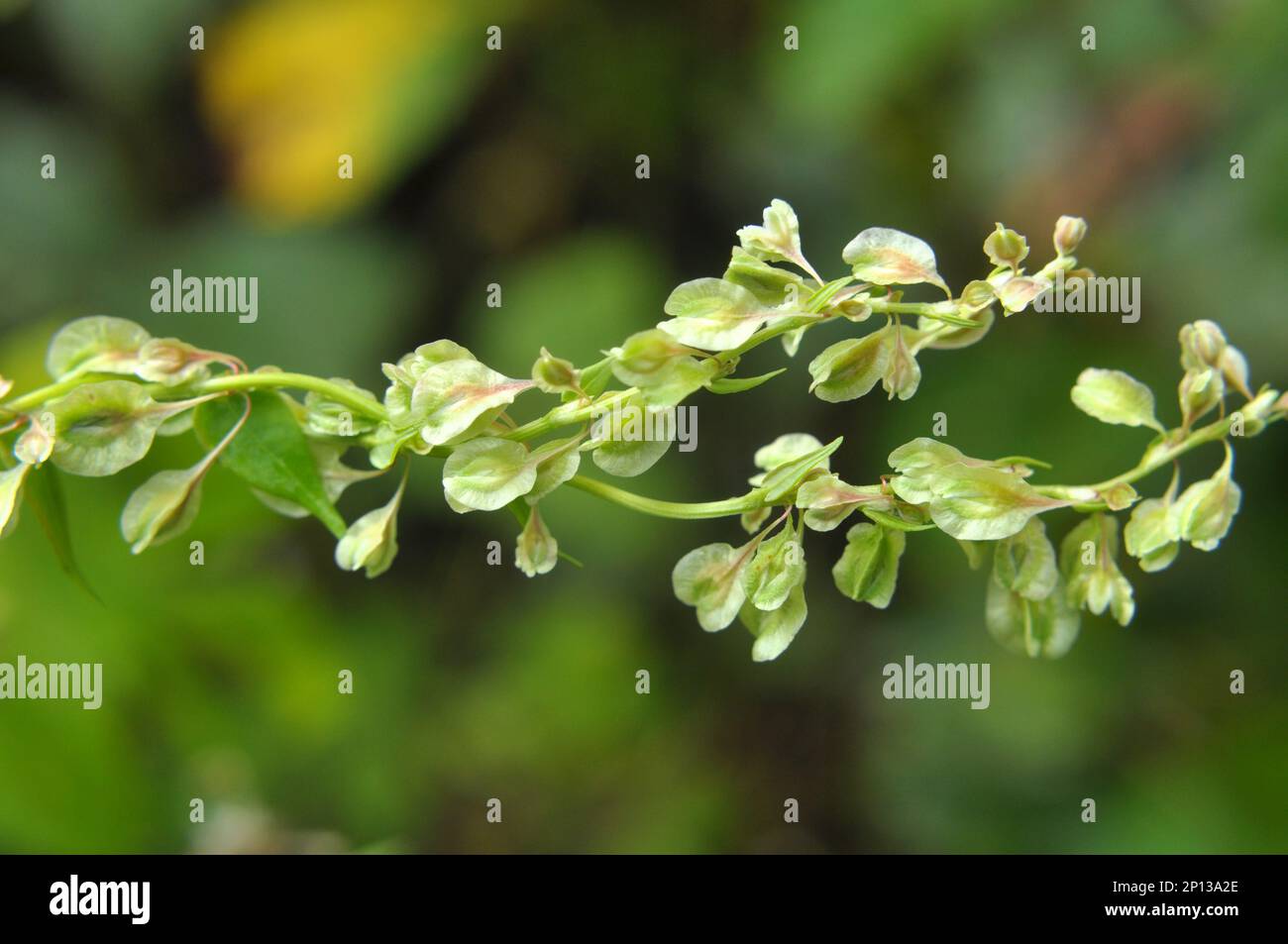 Sarrasin d'arbuste sauvage (Falopia dumetorum), qui se tord comme une mauvaise herbe poussant dans la nature Banque D'Images