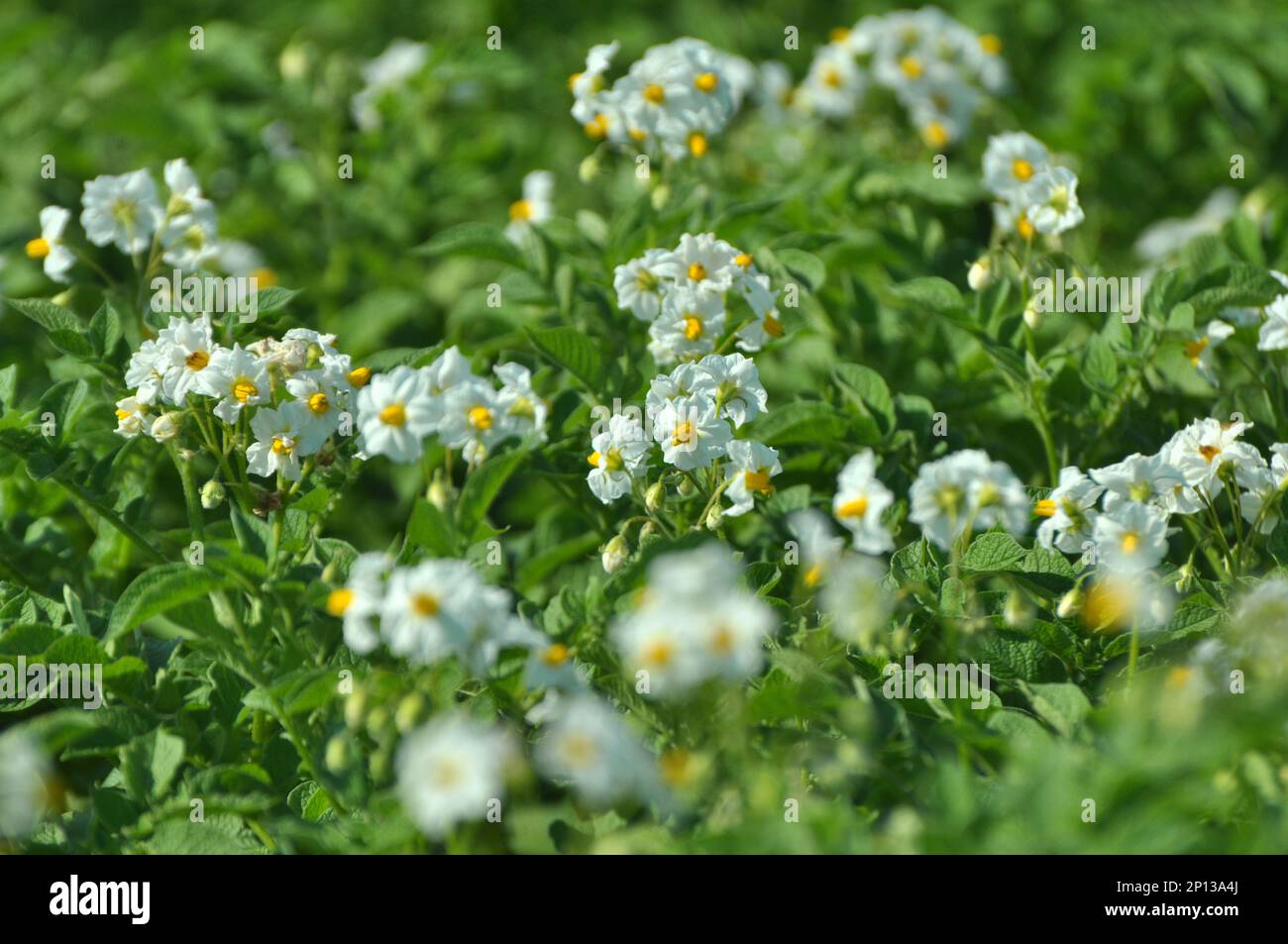 Sur le champ d'un agriculteur, les fleurs de pommes de terre sont abondantes Banque D'Images