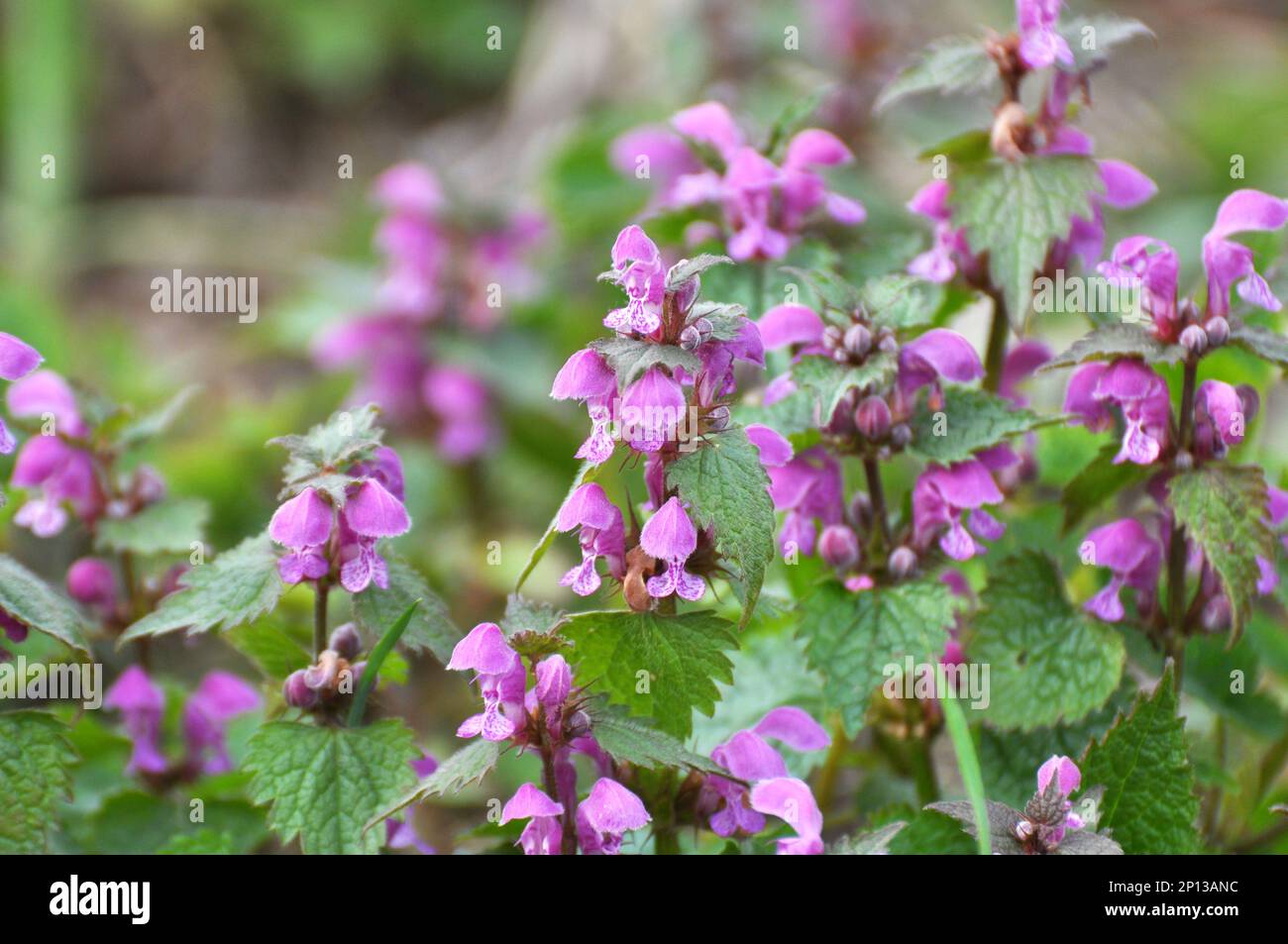 Il fleurit dans le violet d'ortie sourd sauvage (Lamium purpueum) Banque D'Images