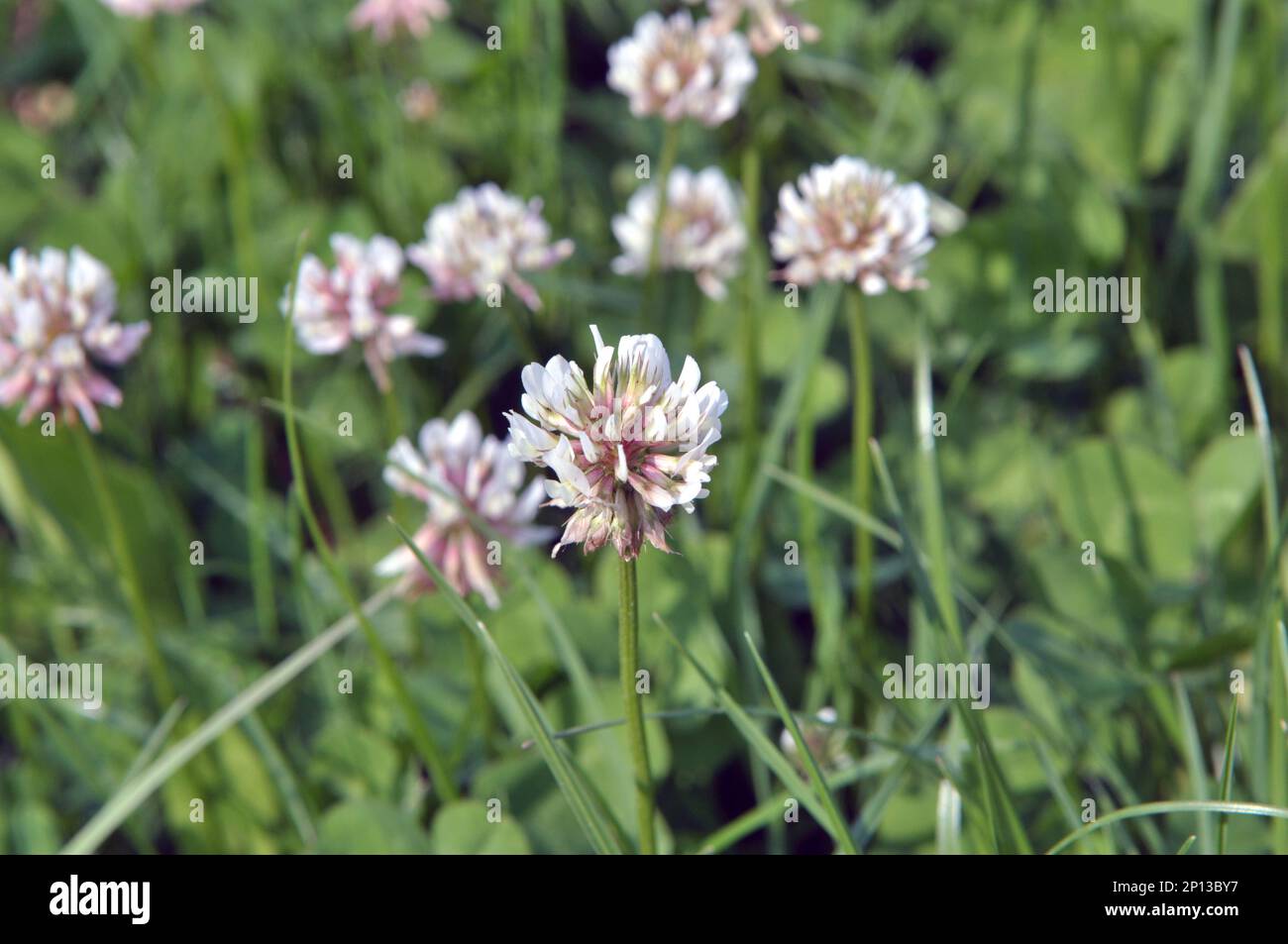 Le trèfle laquant blanc (Trifolium repens) pousse dans la nature en été Banque D'Images