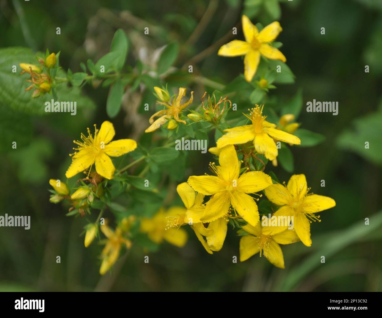 Dans la nature dans la forêt Bloom St. Millepertuis (hypericum perforatum) Banque D'Images