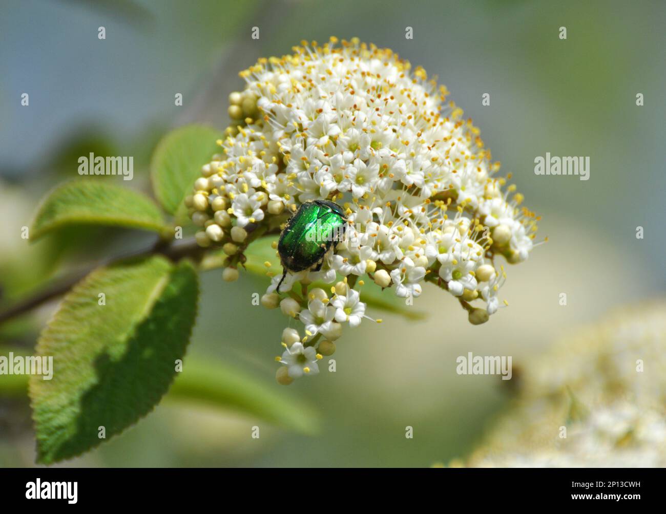 Au printemps, dans les fleurs sauvages du viburnum (Viburnum lantana) Banque D'Images